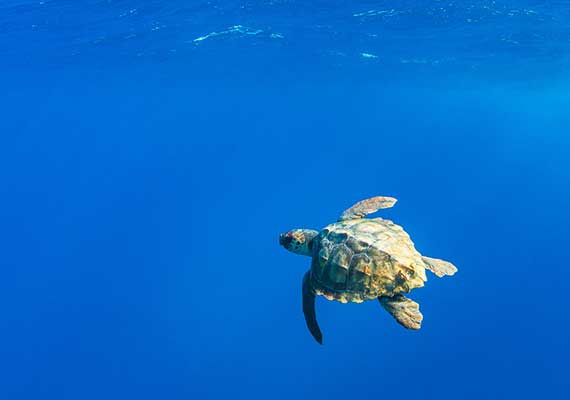 Çıralı Tekne Turu Caretta Caretta