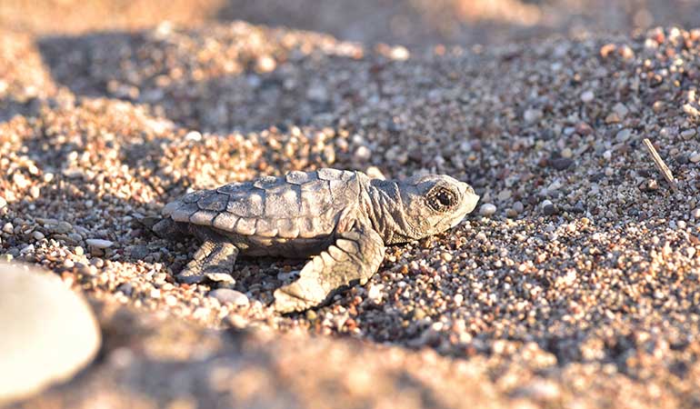 Çıralı plajında caretta caretta yuvası