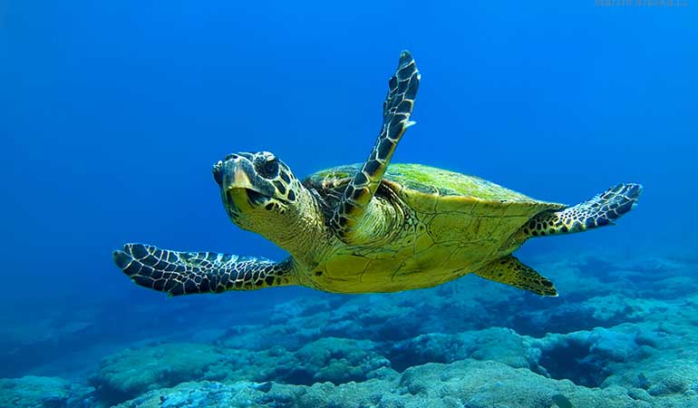 Çıralı sahilinde caretta caretta deniz kaplumbağası